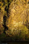 Coulées basaltiques de Pont de Labeaume