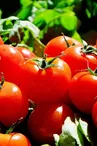 Marché hebdomadaire de  Montemboeuf