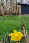 Coco des Bois