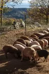 La Ferme du Chazalet - Charlotte Fleury