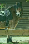 Equitation