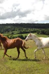 champagne 52 nature faune chevaux phl 6505._1