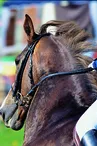 champagne 52 loisirs equestre competition phl6836._1