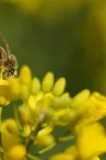 bee-7172838_1280