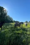 poneys-13