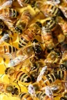 Abeilles