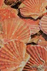 Coquilles Saint-Jacques